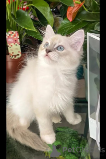 Photo №1. ragdoll - for sale in the city of Bremen | negotiated | Announcement № 154288
