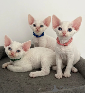Photo №1. devon rex - for sale in the city of Bonndorf | 361$ | Announcement № 174535