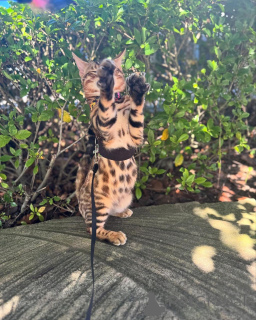 Photo №1. bengal cat - for sale in the city of Zug | 706$ | Announcement № 152742