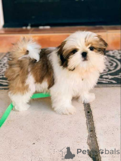 Photo №1. shih tzu - for sale in the city of Warsaw | negotiated | Announcement № 162413