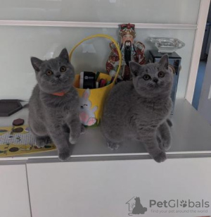 Photo №2 to announcement № 108590 for the sale of british shorthair - buy in Germany private announcement, from nursery, from the shelter, breeder