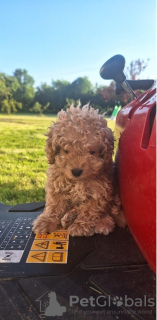 Photo №4. I will sell poodle (toy) in the city of Skagway. private announcement - price - 300$