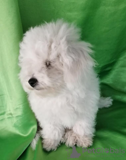 Photo №2 to announcement № 70835 for the sale of bichon frise - buy in Serbia breeder