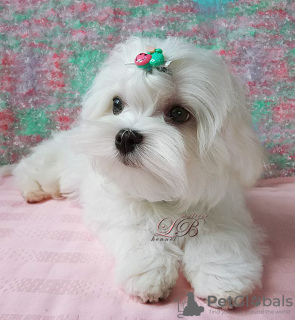 Photo №2 to announcement № 17642 for the sale of maltese dog - buy in Ukraine from nursery