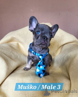 Photo №3. French bulldog puppies in exotic colors. Serbia