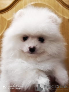 Photo №3. White spitz. Russian Federation