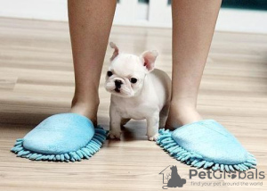 Photo №2 to announcement № 64575 for the sale of french bulldog - buy in Germany private announcement