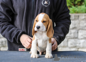 Photo №4. I will sell beagle in the city of Minsk. from nursery - price - 500$