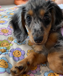 Photo №4. I will sell dachshund in the city of Wrocław. breeder - price - negotiated