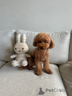 Photo №2 to announcement № 173330 for the sale of poodle (toy) - buy in Germany private announcement