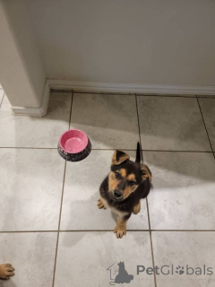 Photo №2 to announcement № 142267 for the sale of german shepherd - buy in United States 