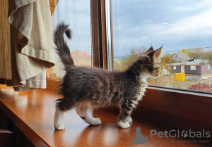 Photo №4. I will sell maine coon in the city of Kharkov. from nursery - price - 550$