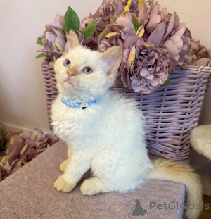 Photo №1. selkirk rex shorthair - for sale in the city of Giesen | 361$ | Announcement № 173926