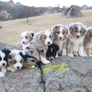 Photo №1. australian shepherd - for sale in the city of Neuss | Is free | Announcement № 83969