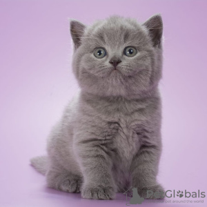 Photo №2 to announcement № 116702 for the sale of british shorthair - buy in Belgium 