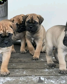 Photo №2 to announcement № 138947 for the sale of boxer - buy in United States private announcement, breeder