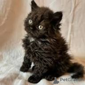 Photo №1. selkirk rex longhair - for sale in the city of Marseilles | 516$ | Announcement № 165933