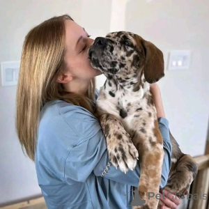 Photo №2 to announcement № 138948 for the sale of cane corso - buy in United States private announcement, breeder