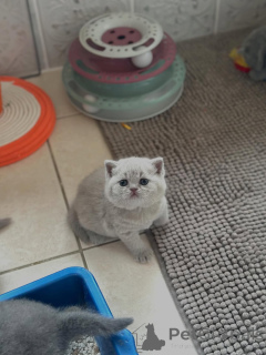 Photo №2 to announcement № 160068 for the sale of british shorthair - buy in Italy private announcement