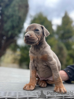 Additional photos: Doberman puppies