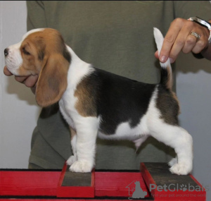 Photo №1. beagle - for sale in the city of Bamberg | 380$ | Announcement № 124534