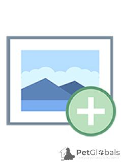 Photo №3. Male and female Bengal kittens for sale. Russian Federation