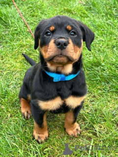 Photo №3. Amazing Rottweiler puppies,they are absolulty incredible Rottweilers!outstanding. Germany