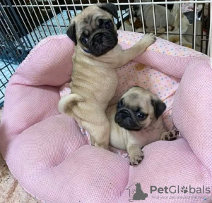 Photo №2 to announcement № 121103 for the sale of pug - buy in Finland private announcement, breeder