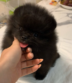 Photo №3. For sale. Russian Federation