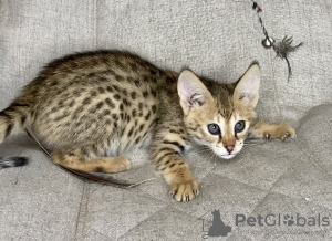 Photo №1. savannah cat - for sale in the city of Москва | 6899$ | Announcement № 26096