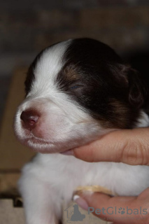 Photo №4. I will sell australian shepherd in the city of Zrenjanin.  - price - negotiated