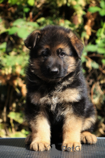 Photo №2 to announcement № 121535 for the sale of german shepherd - buy in Russian Federation from nursery