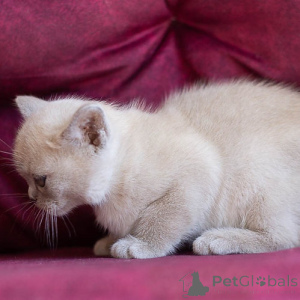 Photo №2 to announcement № 160498 for the sale of burmese cat - buy in Belgium 