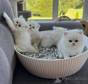 Photo №1. persian cat - for sale in the city of Barsel | 258$ | Announcement № 155355