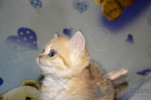 Photo №2 to announcement № 7734 for the sale of scottish straight - buy in Russian Federation from nursery, breeder