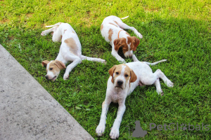 Photo №3. English pointer puppies.. Russian Federation