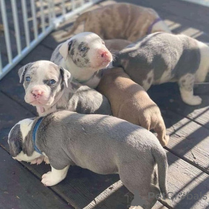 Photo №2 to announcement № 135754 for the sale of american pit bull terrier - buy in Finland private announcement, from the shelter