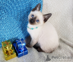 Photo №1. siamese cat - for sale in the city of Dubai | negotiated | Announcement № 21318