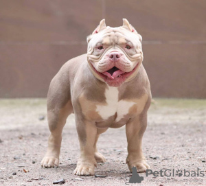 Additional photos: American Bully