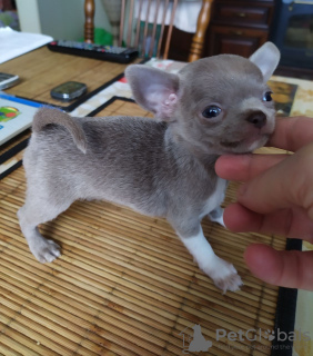 Photo №4. I will sell chihuahua in the city of Munich. private announcement, breeder - price - 269$