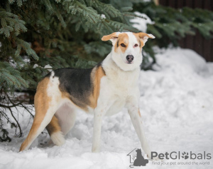Photo №1. non-pedigree dogs - for sale in the city of Москва | Is free | Announcement № 92977