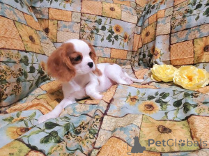 Photo №2 to announcement № 172150 for the sale of cavalier king charles spaniel - buy in Georgia 