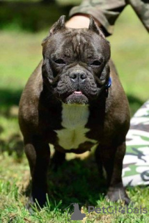 Photo №3. Micro Bully puppies. Russian Federation