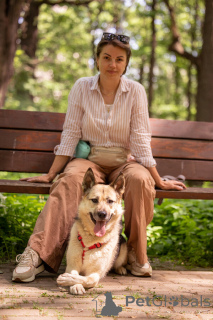 Photo №3. Peppy is looking for a house. And he is waiting for him with all his heart.. Russian Federation