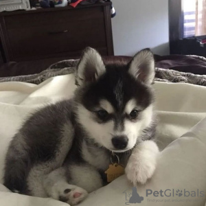 Photo №1. siberian husky - for sale in the city of Plunge | negotiated | Announcement № 77776