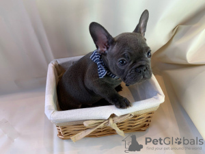 Photo №2 to announcement № 115813 for the sale of french bulldog - buy in Germany private announcement