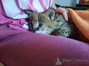 Photo №1. savannah cat - for sale in the city of Лиепая | 7811$ | Announcement № 10359