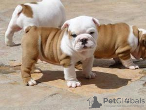 Photo №1. english bulldog - for sale in the city of Prague | 300$ | Announcement № 111201