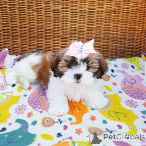 Photo №1. lhasa apso - for sale in the city of Manama | negotiated | Announcement № 169875