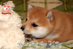 Photo №4. I will sell shiba inu in the city of Khmelnitsky. breeder - price - negotiated